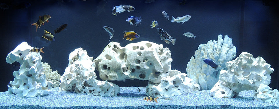 image of african cichlid tank with texas holey rock