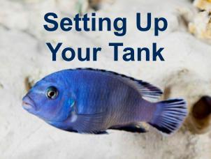 image of cichlid for fish tank setup page